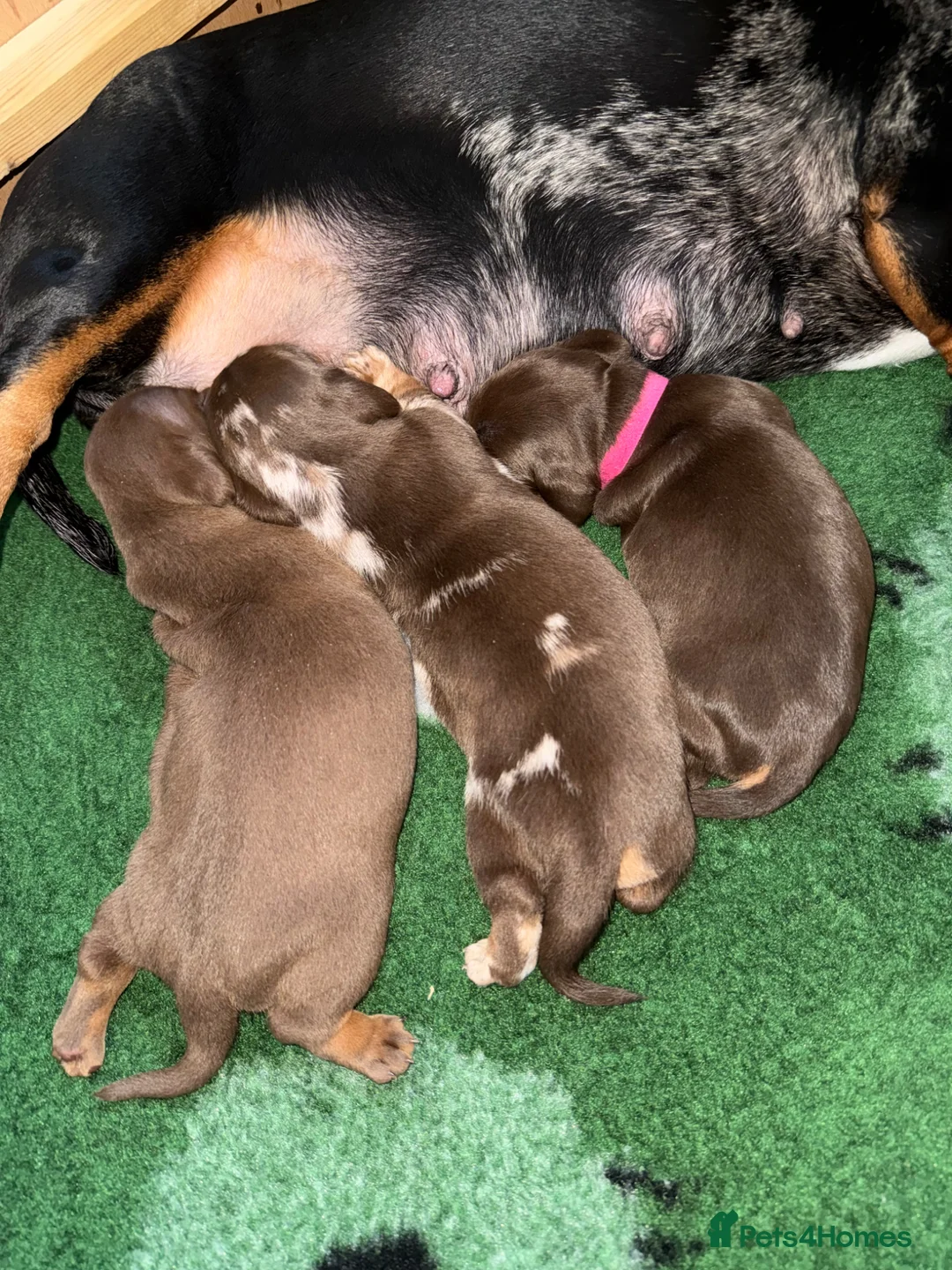 Miniature Dachshund dogs for sale: Gorgeous dapple mini dachshund female  - Advert 9