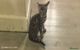 Bengal cats for sale: Sweet Bengal Kittens For Sale  - Image 29
