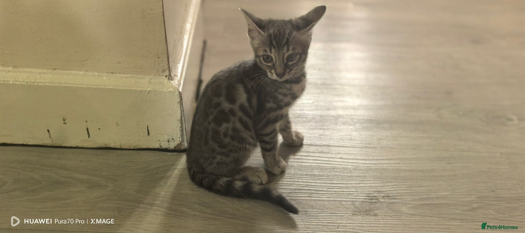 Bengal cats for sale: Sweet Bengal Kittens For Sale  - Image 29