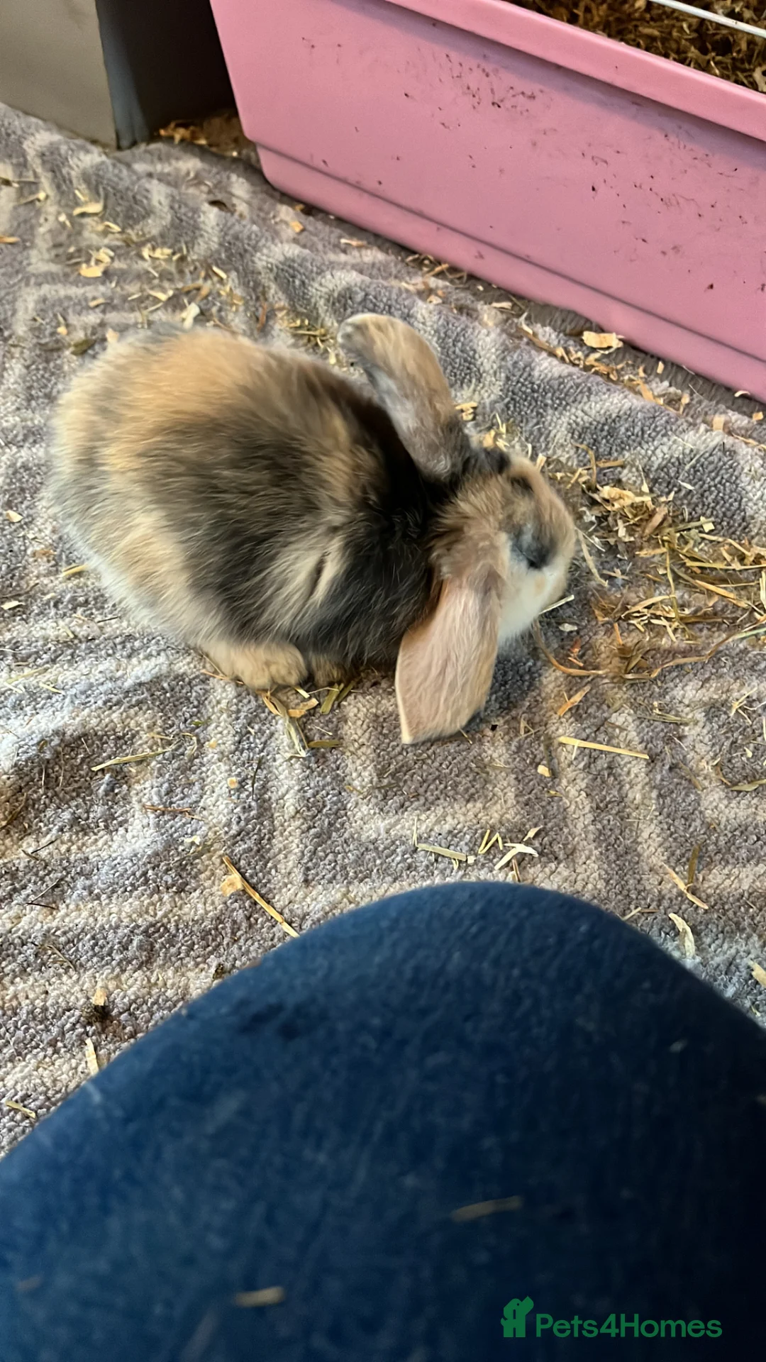 Mini Lion Lop rabbits for sale: Lion lop cross bunnies - Advert 4