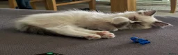 Ragdoll cats for sale: Full pedigree Champion line Ragdoll kittens ❤️😻 - Advert 7