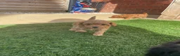 Toy Poodle dogs for sale: toy poodle pups  - Advert 11