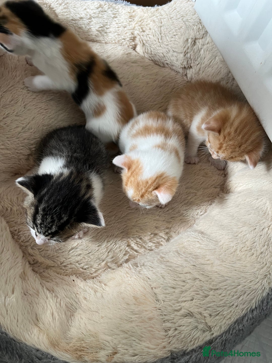 British Shorthair cats for sale: Shorthairs Uk Cat  - Image 5
