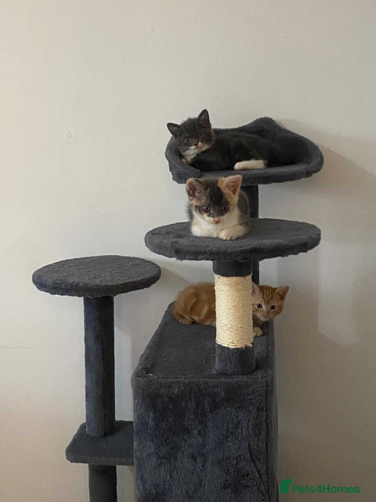 Russian Blue cats for sale: Beautiful litter of Mixed Russian blue kittens - Advert 4