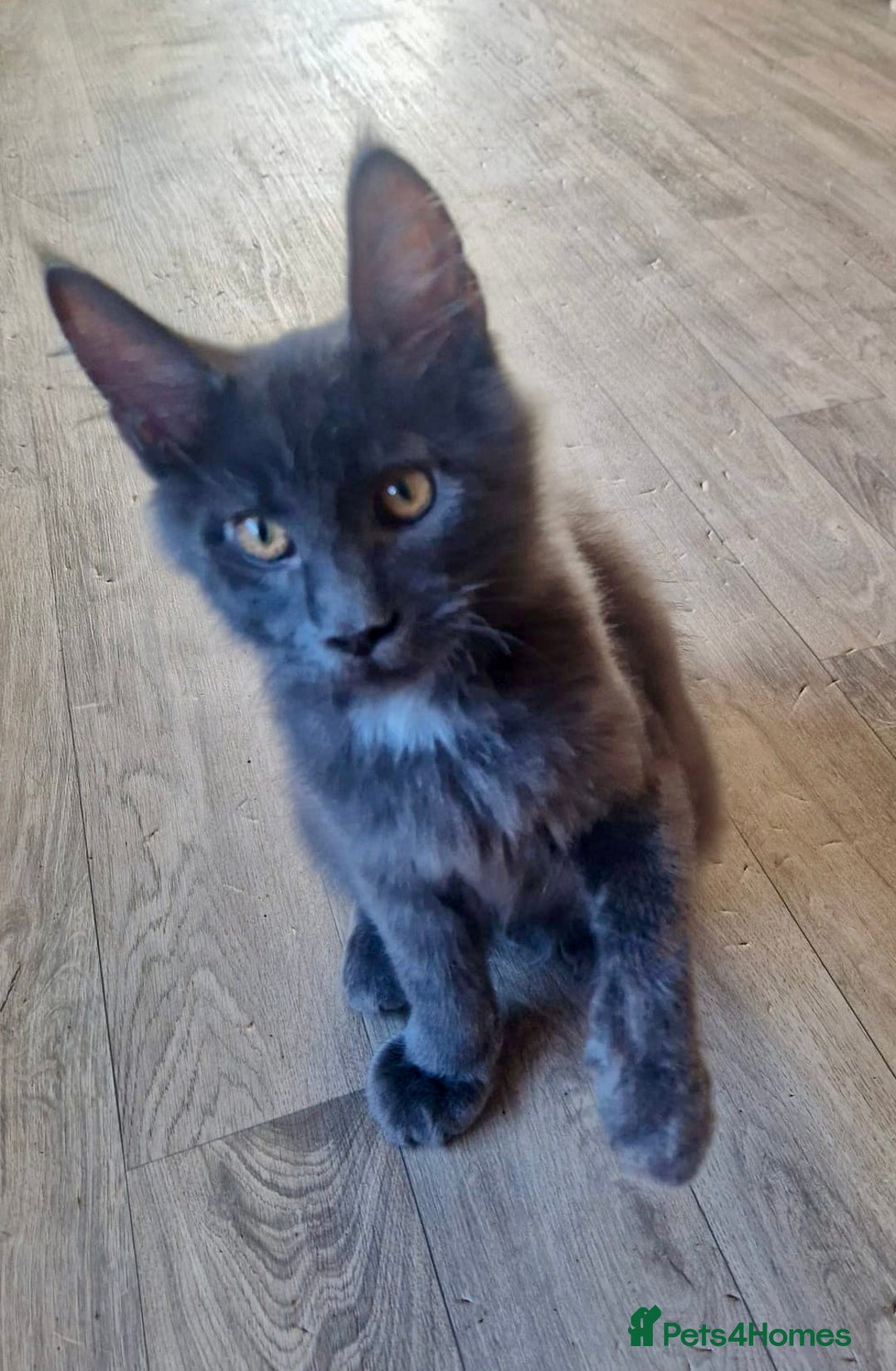 Maine Coon cats for sale: 🌟Ready now🌟 3 large Maine coons active available - Image 25