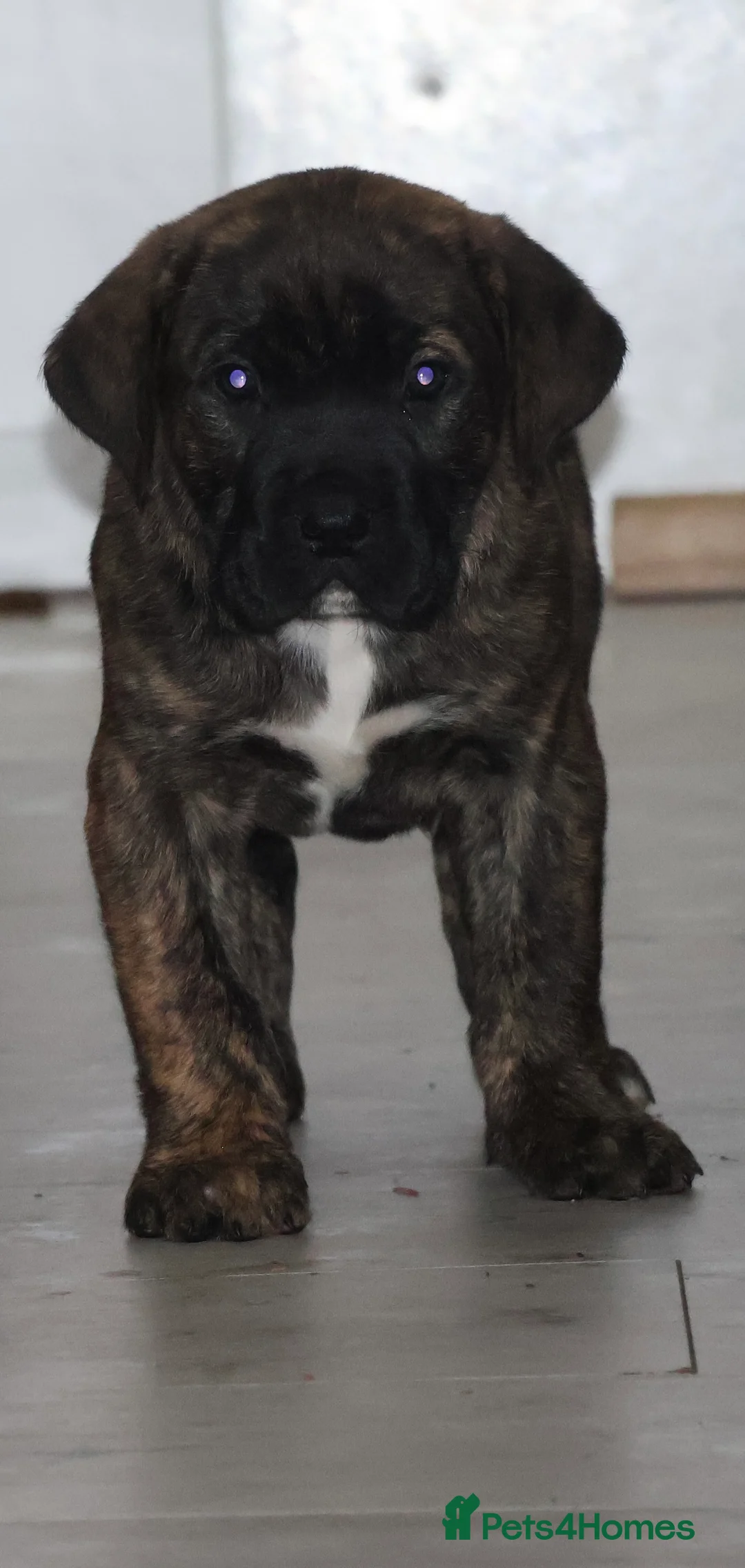 Presa Canario dogs for sale: Presa Canario puppies - Advert 3