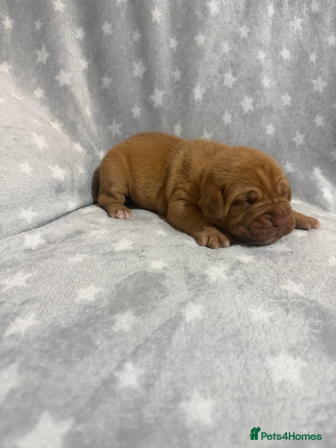 Dogue De Bordeaux dogs for sale: Beautiful Dogue De Bordeaux Puppies - Advert 3