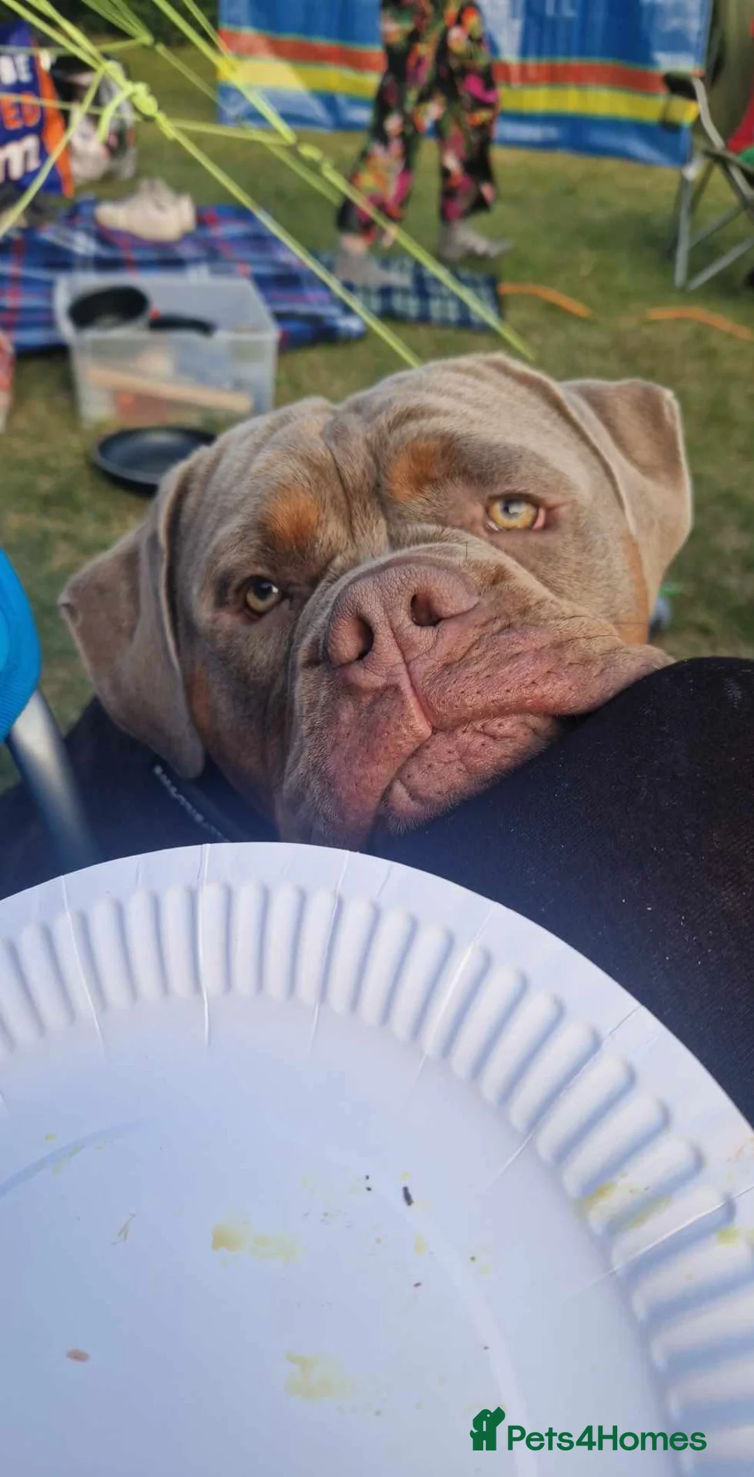 Olde English Bulldogge dogs for stud: Olde English Bulldogge for Stud - Winston in Thetford - Advert 23