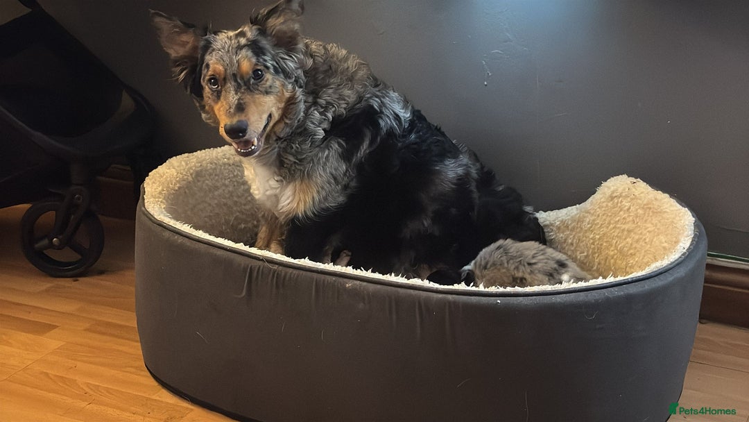 Border Collie dogs for sale: REDUCED BORDER COLLIE PUP  - Advert 11