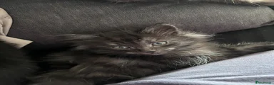 British Longhair