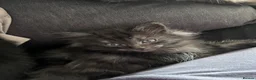 British Longhair cats for sale: Kittens ready today  - Advert 12