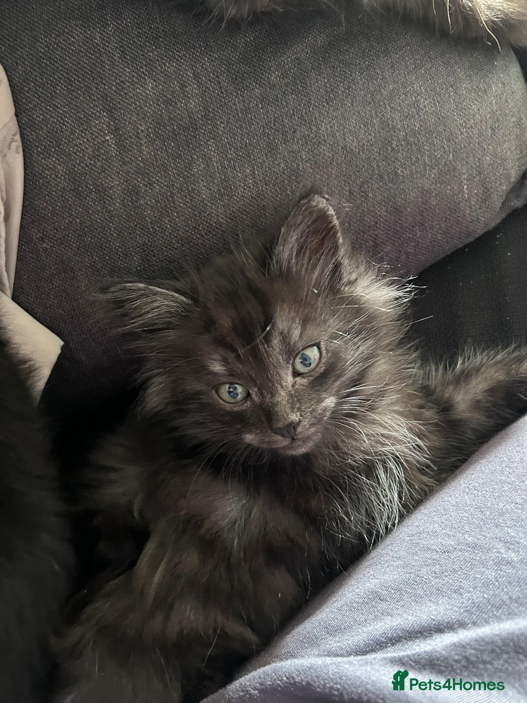 British Longhair cats for sale: Kittens ready today  - Advert 12