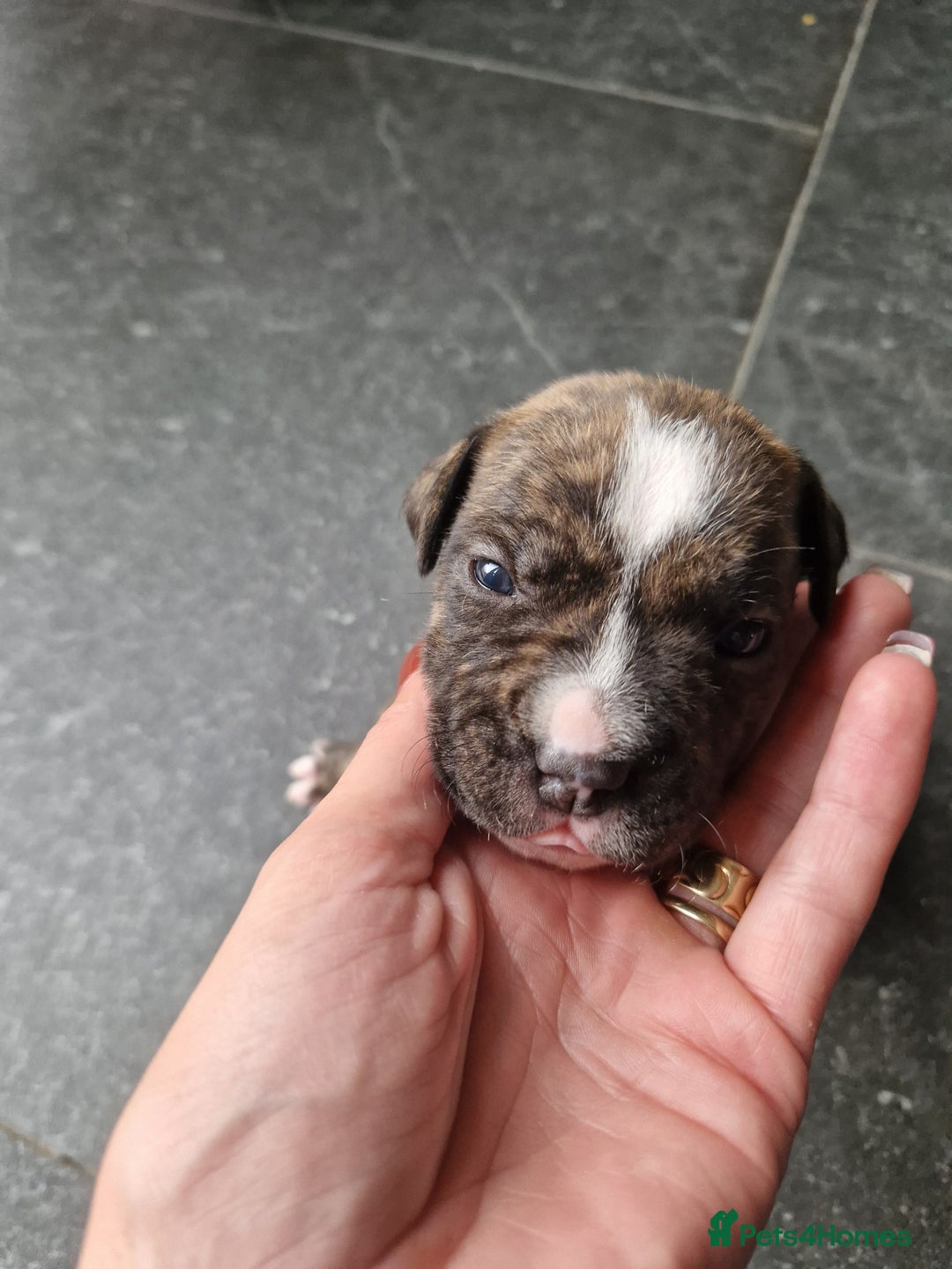 Staffordshire Bull Terrier dogs for sale: Staffordshire puppies  - Image 3