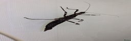Stick Insects invertebrates for sale: Sunny stick insects - Advert 6