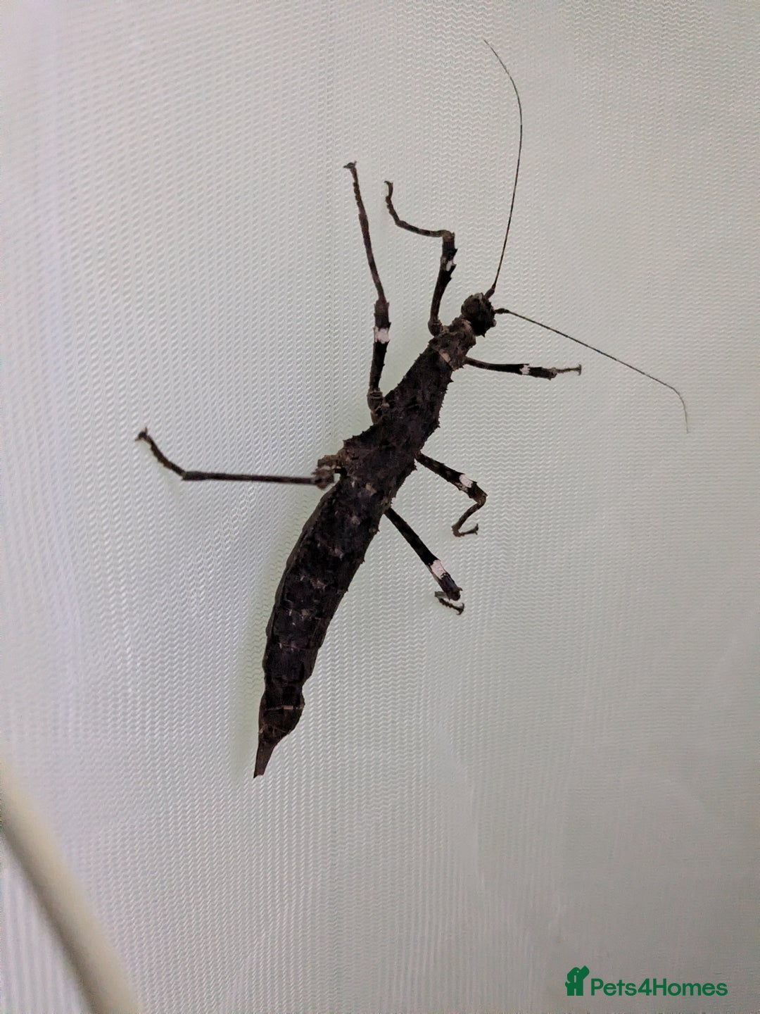 Stick Insects invertebrates for sale: Sunny stick insects - Advert 6