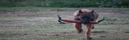 Belgian Shepherd Dog dogs for sale: Kc registered malinois  - Advert 19