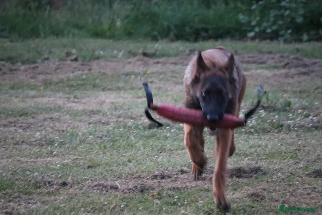 Belgian Shepherd Dog dogs for sale: Kc registered malinois  - Advert 19
