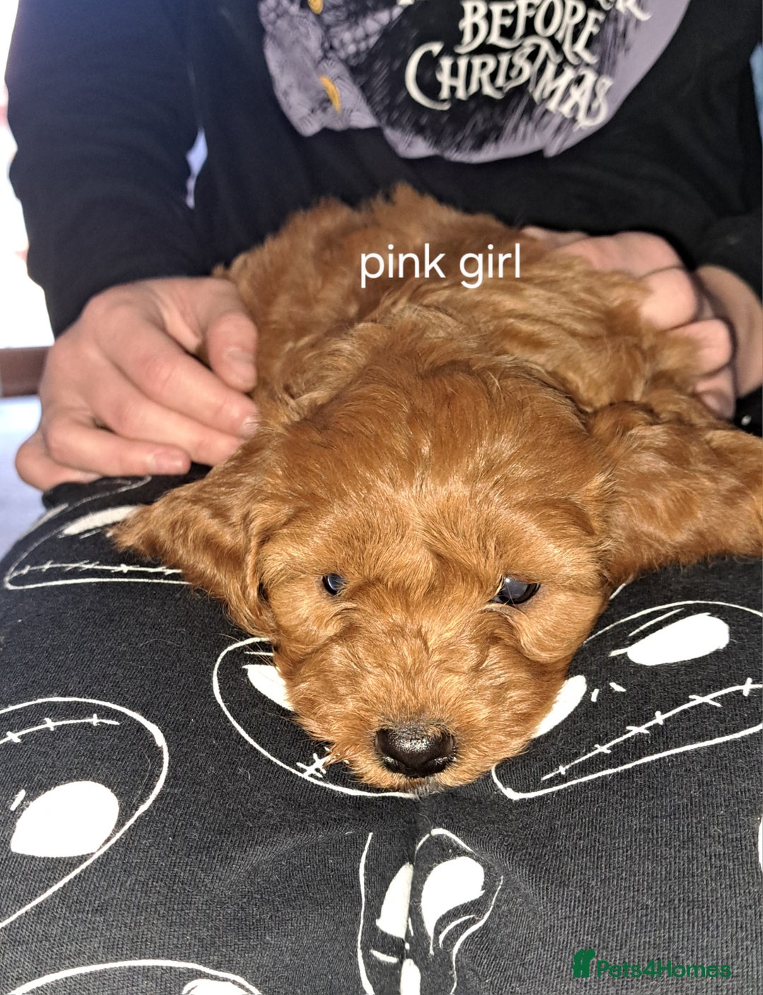 Cockapoo dogs for sale: Coockerpoo puppies  - Advert 4