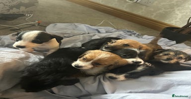 Jack Russell dogs - Advert 1