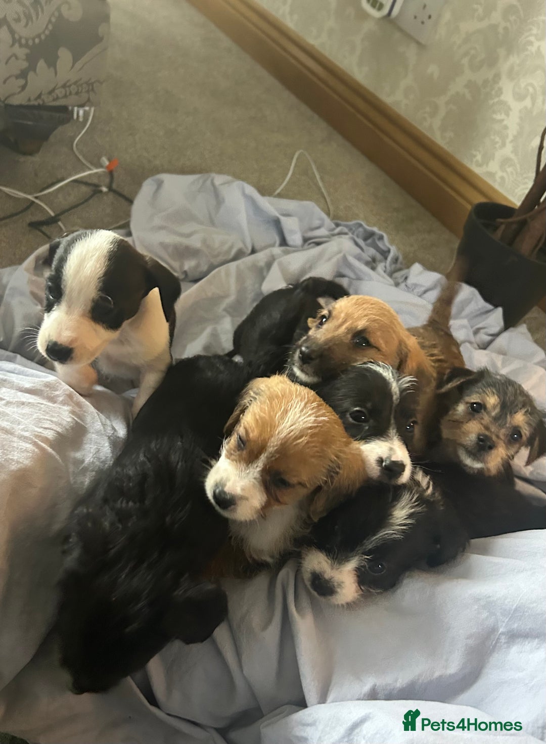 Jack Russell dogs for sale: 7 pure jack russel puppies  - Image 3