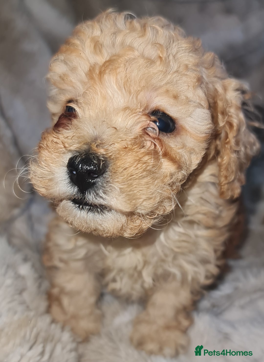 Toy Poodle dogs for sale: Tiny kc puppies,DNA&Genetic tested parents  - Image 18