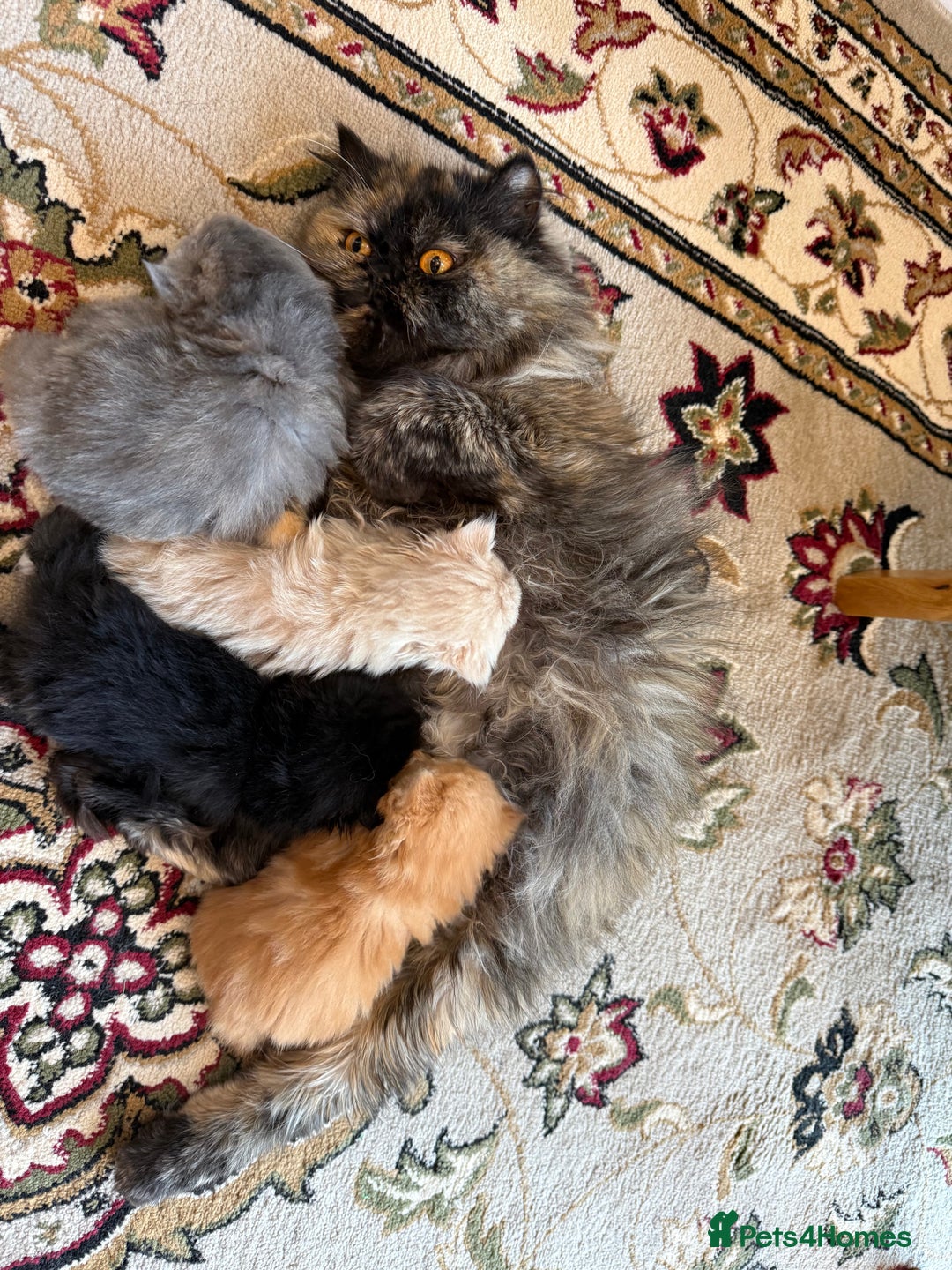 Persian cats for sale: Pedigree Persian Kittens- Rare & Beautiful Colours - Advert 2