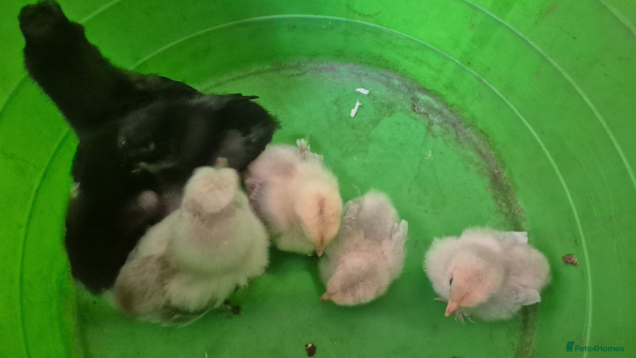 Chickens poultry Multiple Unsexed Chicks available - Advert 1