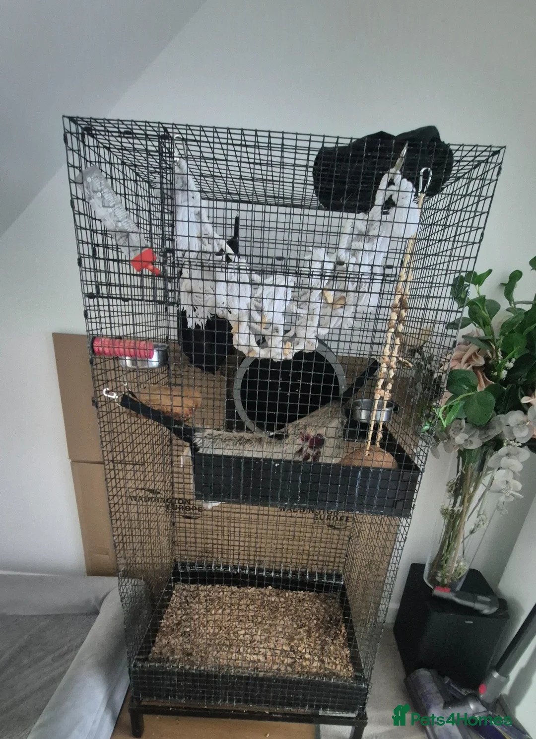 Sugar Glider rodents for sale: Sugar Gliders for Rehoming – 2 Pairs Available 🐾 - Advert 9