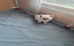 British Shorthair cats for sale: Britishshort hair kittens - Image 7