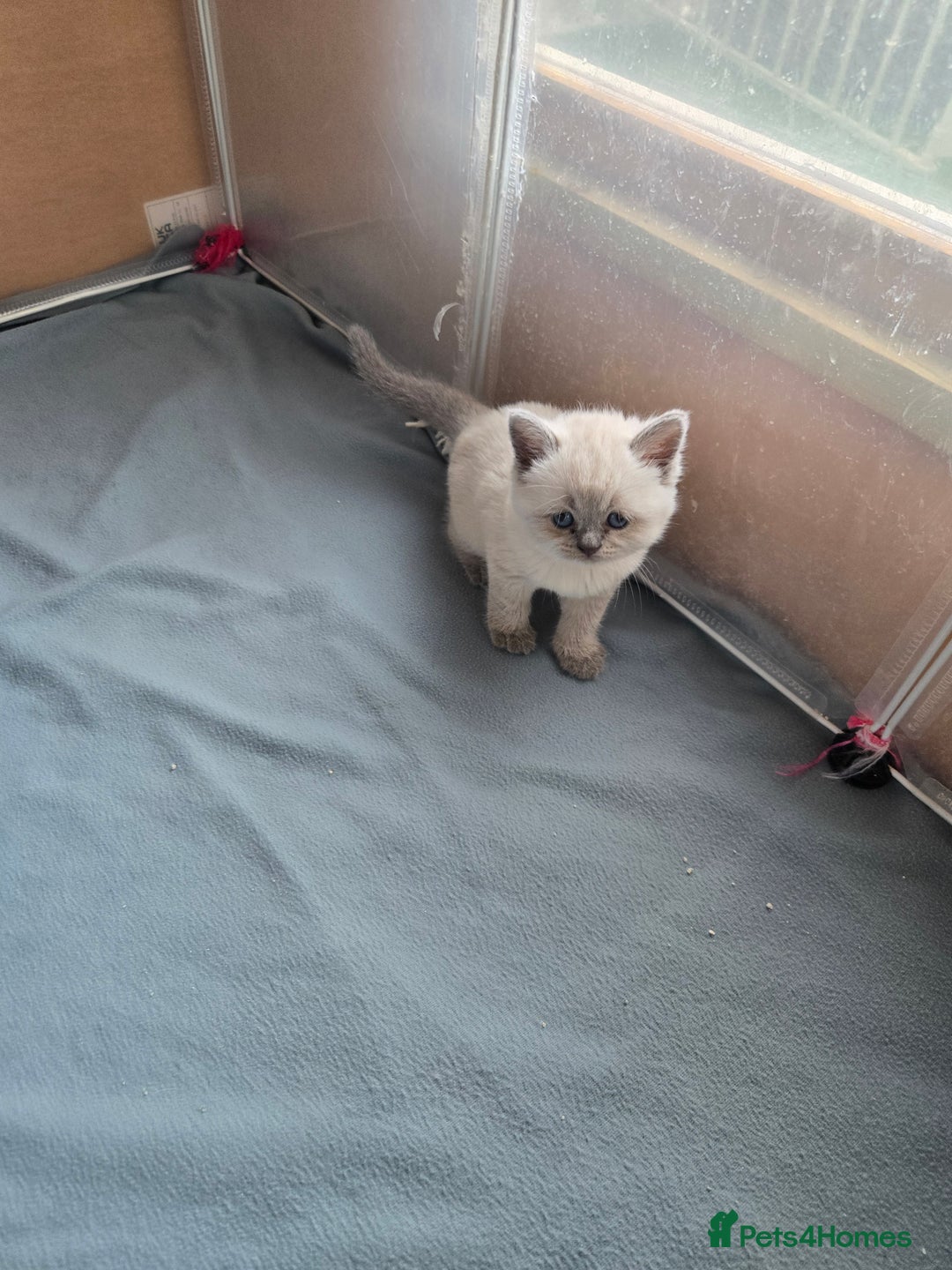 British Shorthair cats for sale: Britishshort hair kittens - Image 7