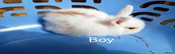 Mini Lion Lop rabbits for sale: Lop cross lionhead babies - Advert 10