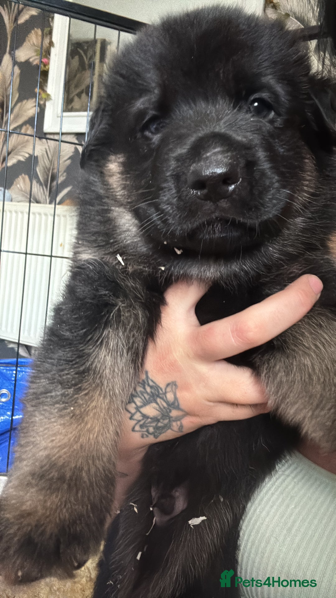Mixed Breed dogs for sale: Shepweiler puppies READY TO RESERVE! - Image 13