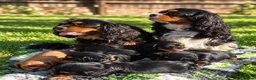 Cavalier King Charles Spaniel dogs for sale: Adorable RKC registered Health Tested Cavaliers  - Advert 9