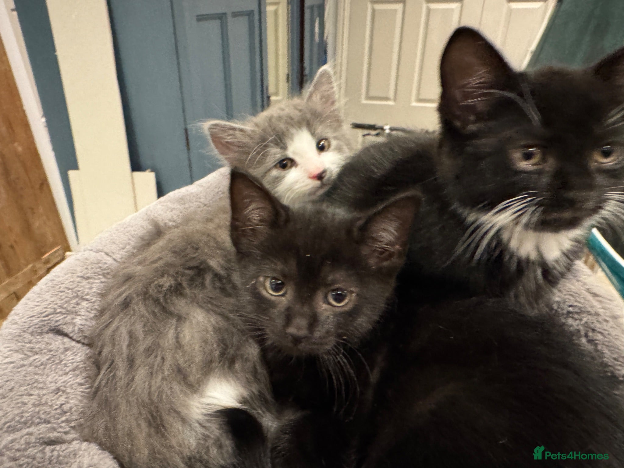 British Shorthair cats Adorable black and white kittens - Advert 12