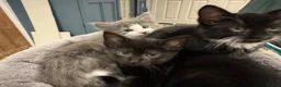 British Shorthair cats for sale: Adorable bland and grey kittens in Glasgow - Advert 3