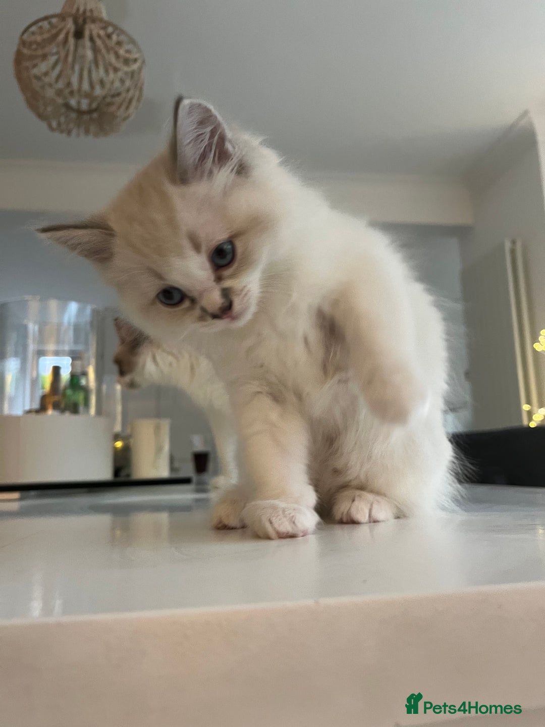 Ragdoll cats for sale: Ragdoll Kittens Available January 2026 - Advert 12