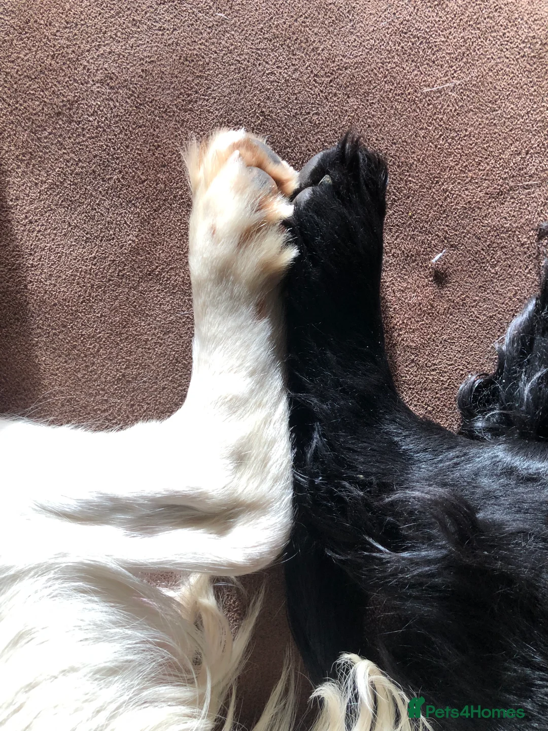 Cocker Spaniel dogs for sale: Cocker spaniel puppies 🐶  - Advert 5