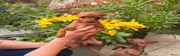 Russian Toy Terrier dogs for sale: KC Russian Toy Terrier - Advert 4