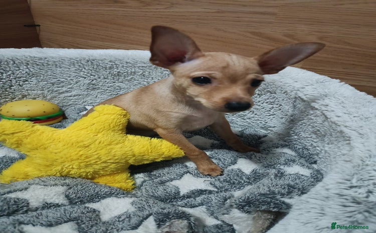 Miniature Pinscher dogs - Advert 1