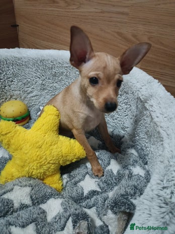 Miniature Pinscher dogs - Advert 1