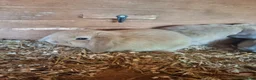Mini Lop rabbits for sale: Stunning lop eared updated 14/04 - Advert 2