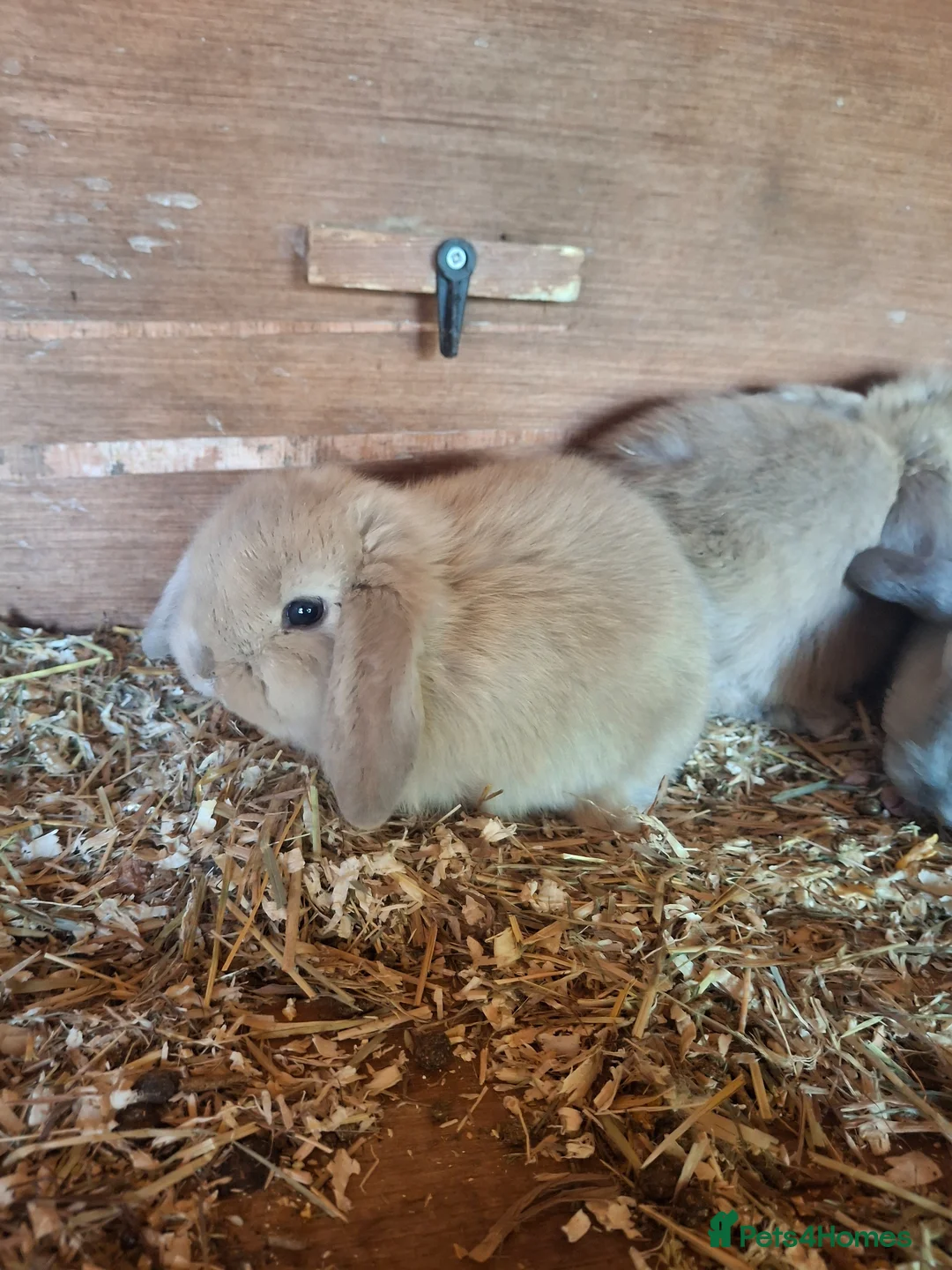 Mini Lop rabbits for sale: Stunning lop eared updated 14/04 - Advert 2