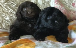 Newfypoo dogs for sale: AMAZING NEWFYPOO TEDDYBEARS  - Image 3