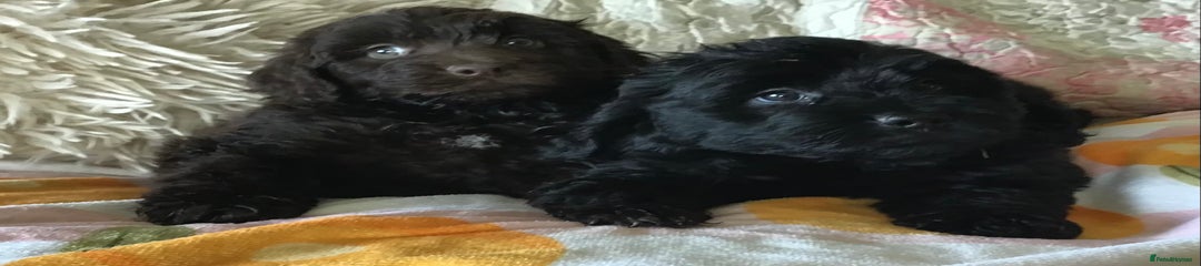 Newfypoo Puppy 6