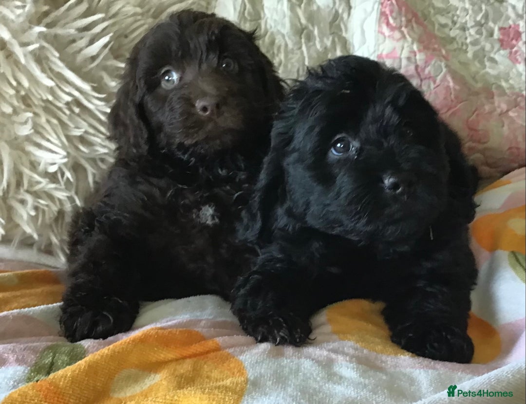 Newfypoo dogs for sale: AMAZING NEWFYPOO TEDDYBEARS  - Image 3