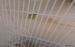 Finches birds for sale: Budgie and finch - Image 5