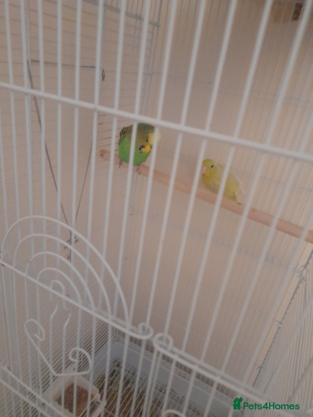 Finches birds for sale: Budgie and finch - Image 5
