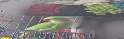 Ringnecks birds for sale: Indian Ringnecked Parrot 5 Months old  in Oxford - Advert 3