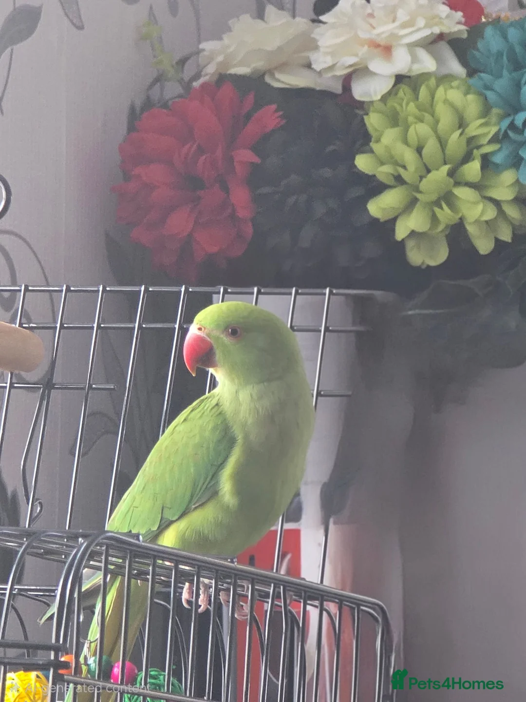 Ringnecks birds for sale: Indian Ringnecked Parrot 5 Months old  in Oxford - Advert 3