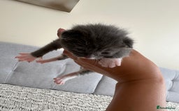 British Shorthair cats for sale: British Short kittens - Image 11